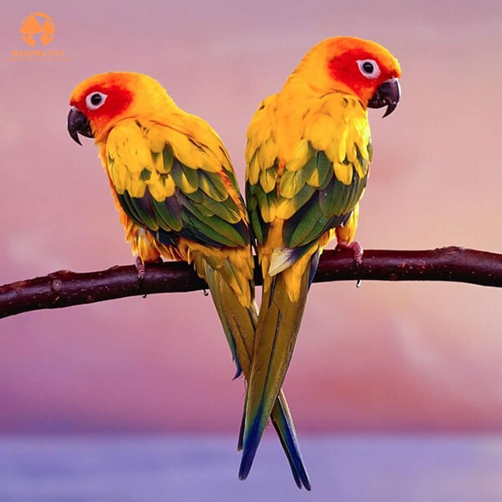 Mua Bán Vẹt Sun Conure Uy Tín Tại TP.HCM